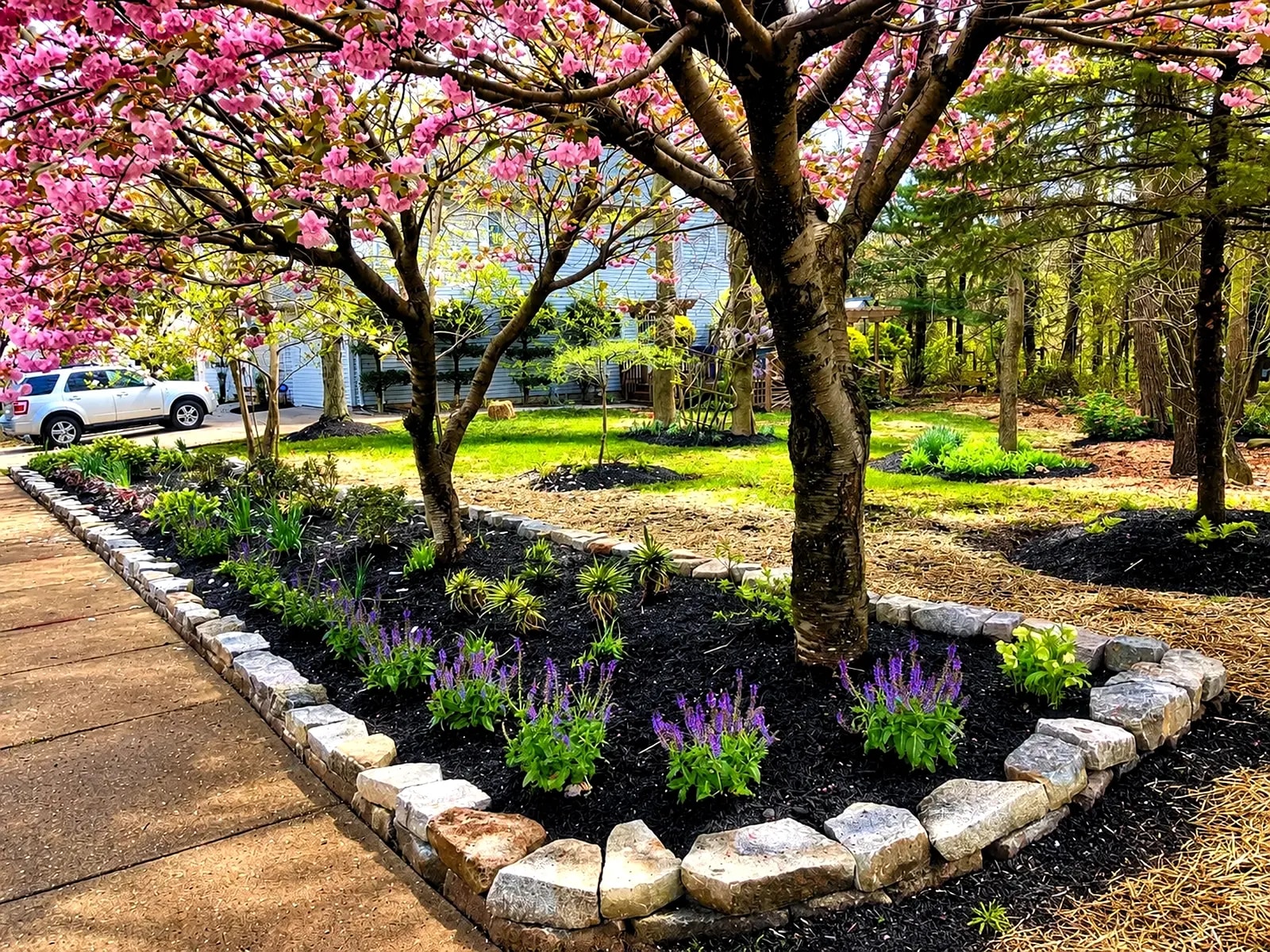 Front-yard landscape design with a flowering cherry tree, purple salvia, and stacked-stone edging beside a walkway