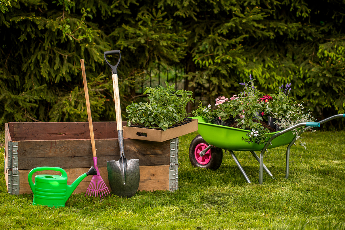 A garden watering can, gloves, small shovel, sprouts in a garden wheelbarrow on a green lawn with daisies in the sunlight.A garden wheelbarrow full of soil. beautiful garden arrangements.