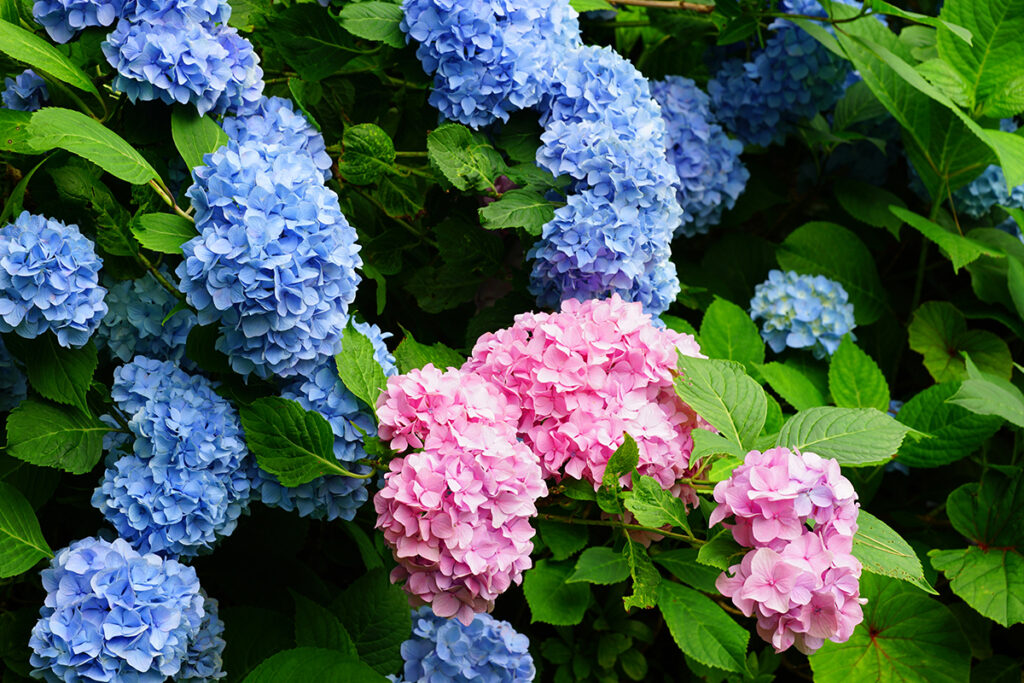 Bicolor pink and blue heads of hydrangea flowers