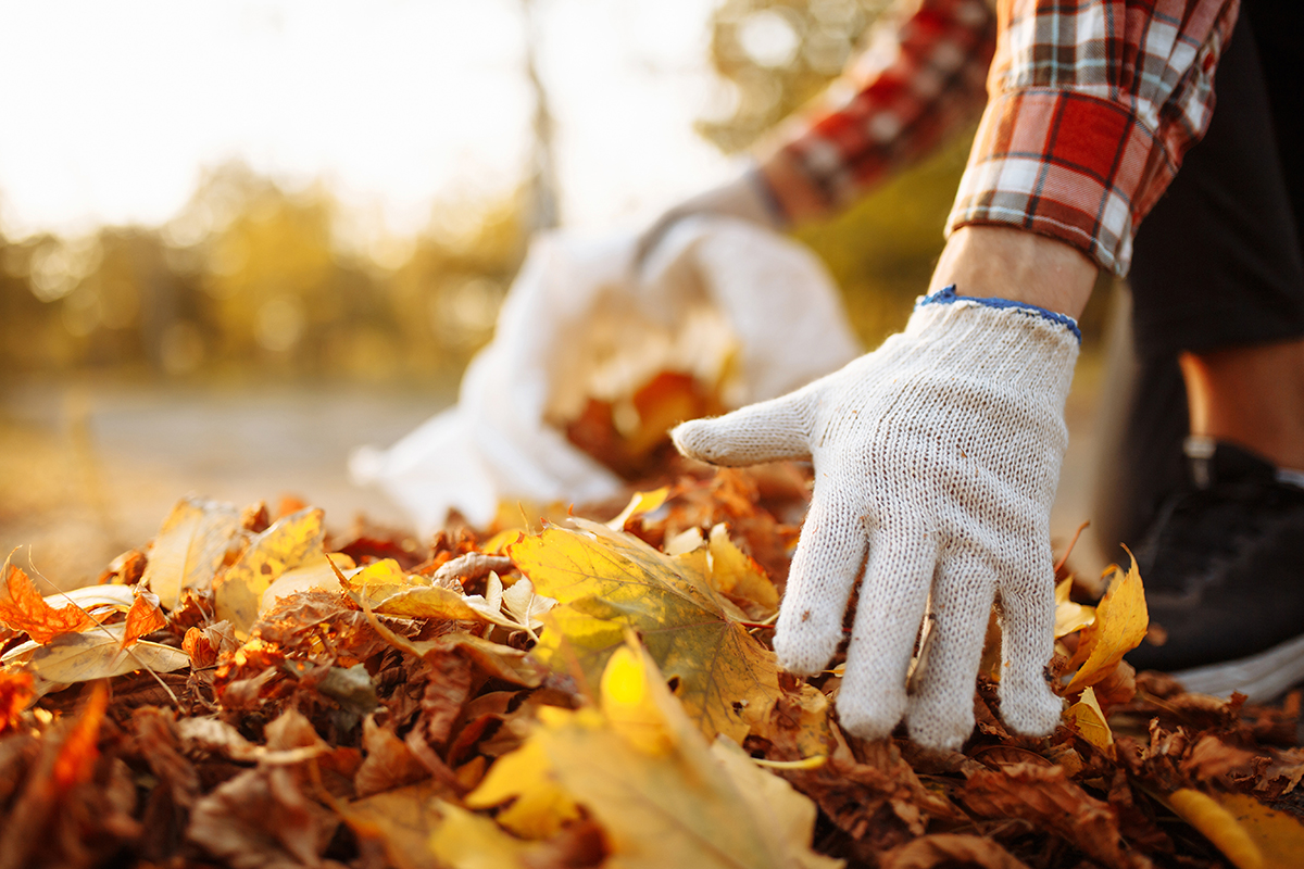 Closeup of hands grabbing a pile of fallen leaves and puts them into a garbage bag to prepare Maryland backyard for winter in the fall.