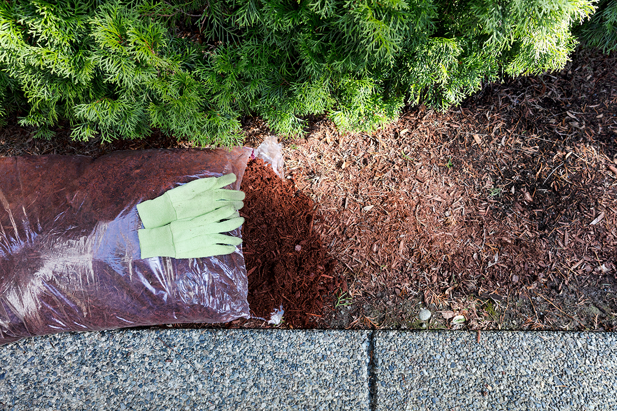 Replacing existing red bark mulch by landscaping company in Baltimore.