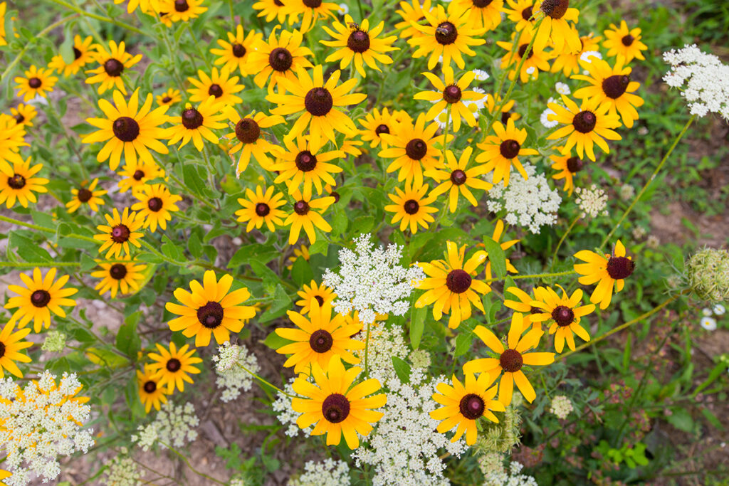 Native plant in MD, black eyed susan 