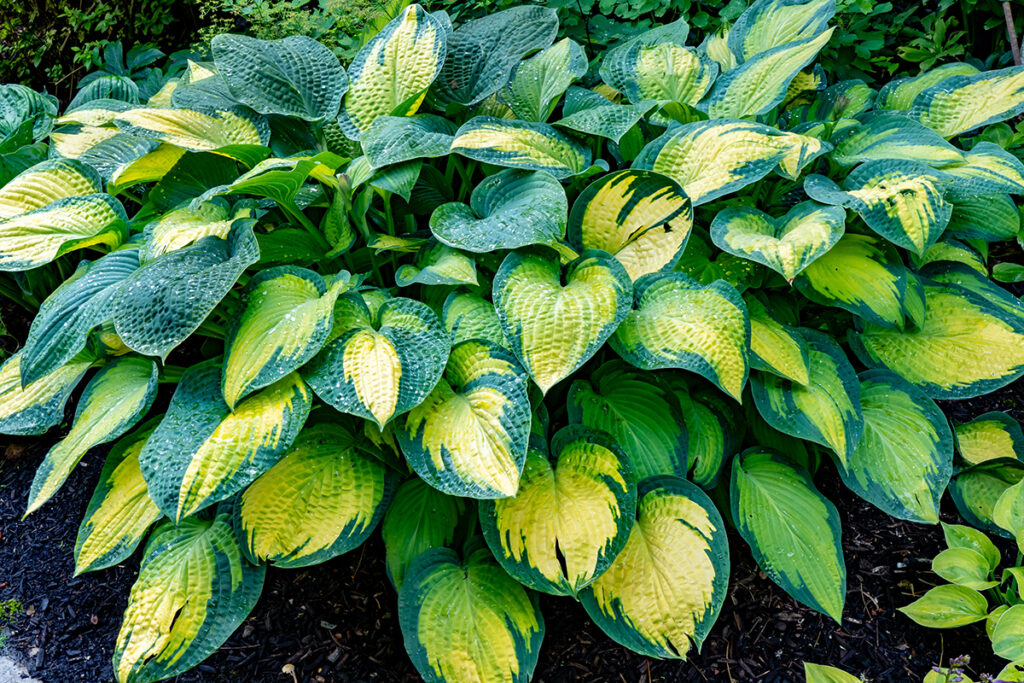 Native plant in Maryland, Hosta