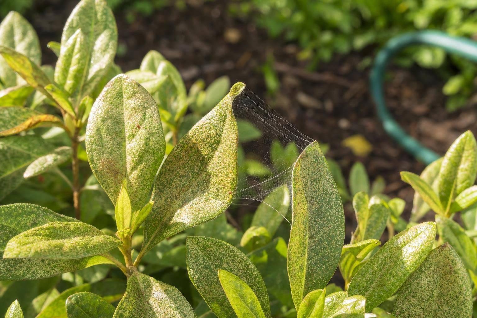 Spider Mite Damage on Maryland Shrubs